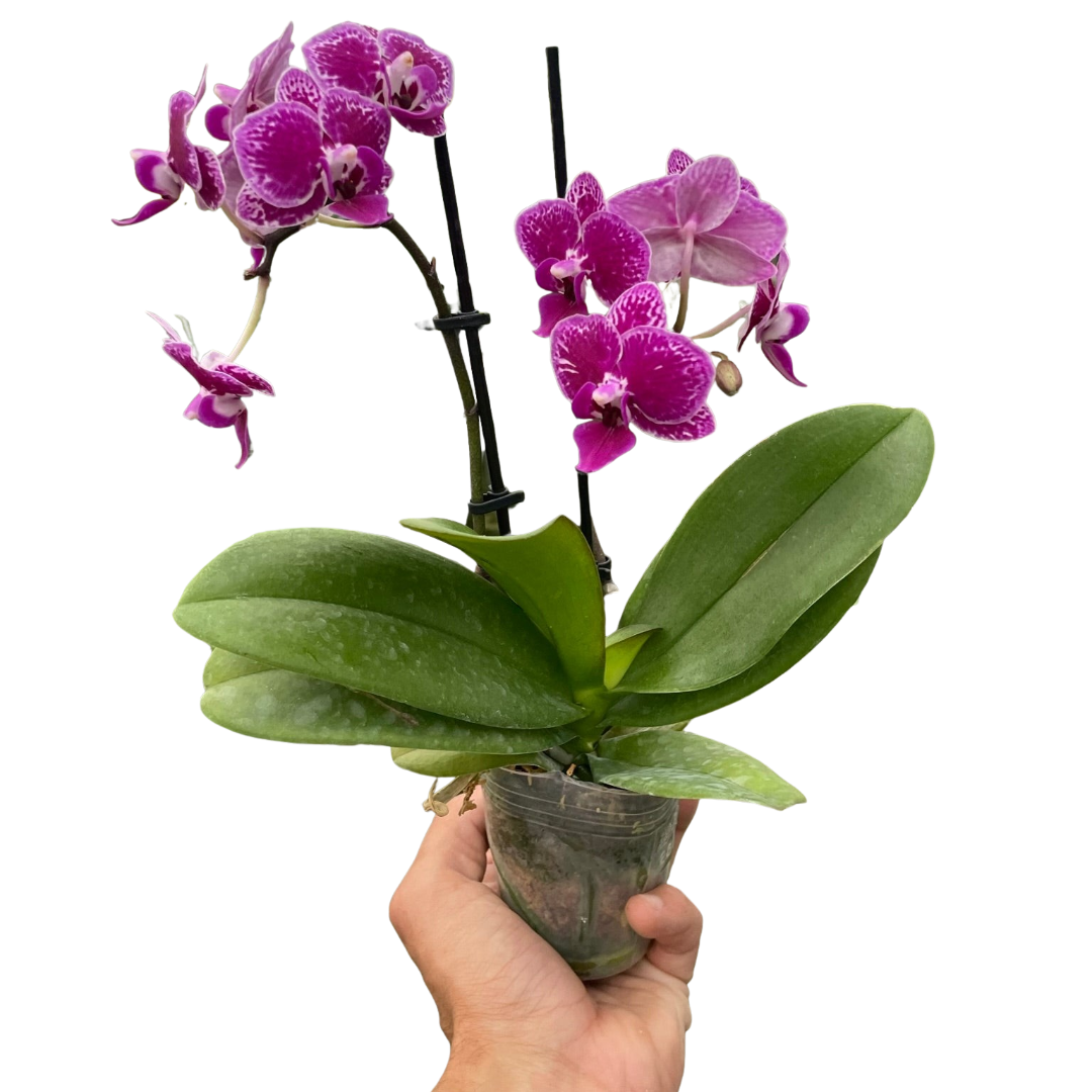 🐾Orchid 'Purple Spotted Phalaenopsis'