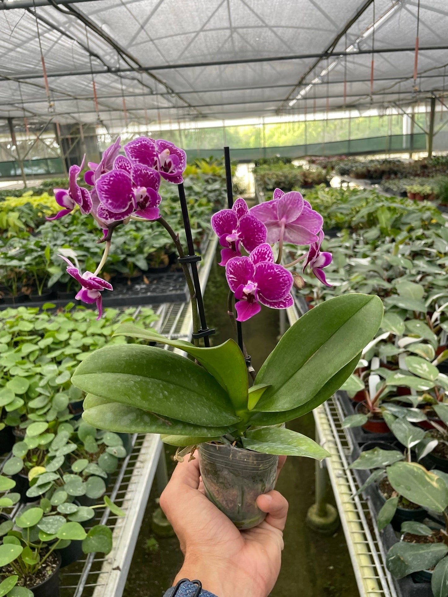 🐾Orchid 'Purple Spotted Phalaenopsis'
