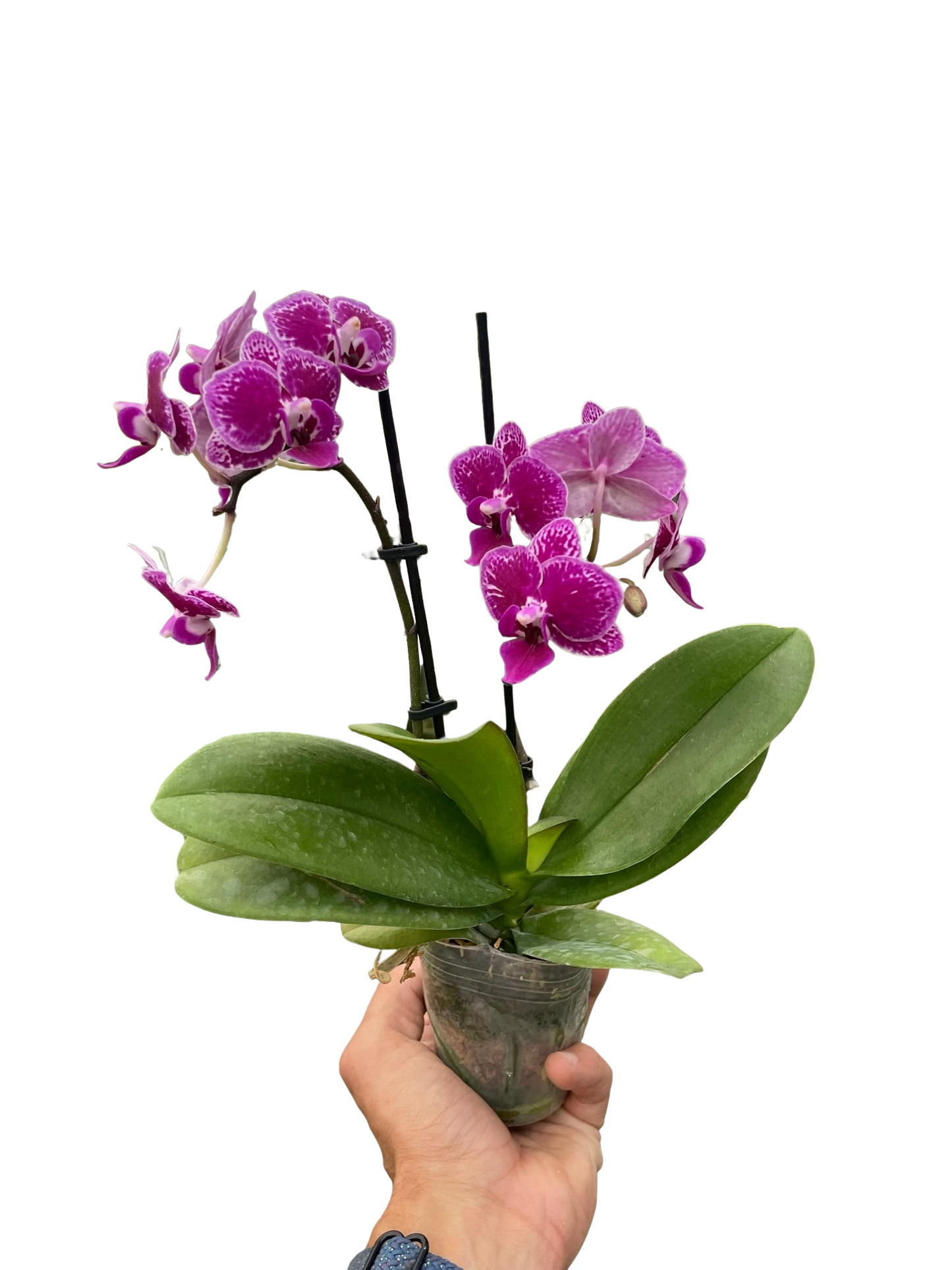 🐾Orchid 'Purple Spotted Phalaenopsis'