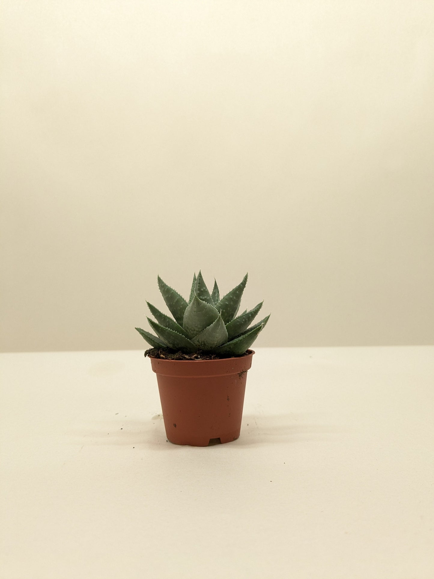 Succulent Haworthia Savanna - Fleurish Plant Care, LLC