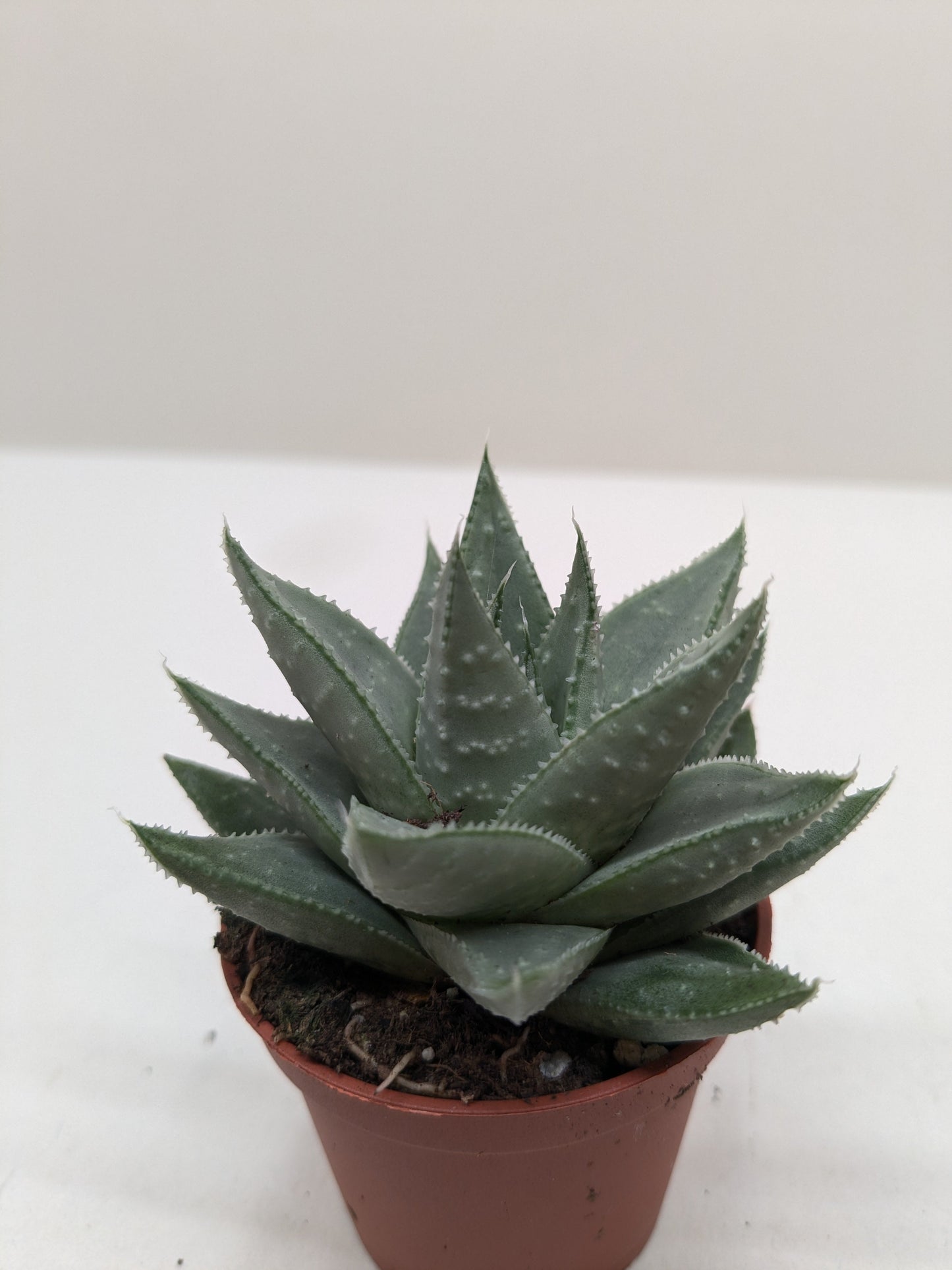 Succulent Haworthia Savanna - Fleurish Plant Care, LLC