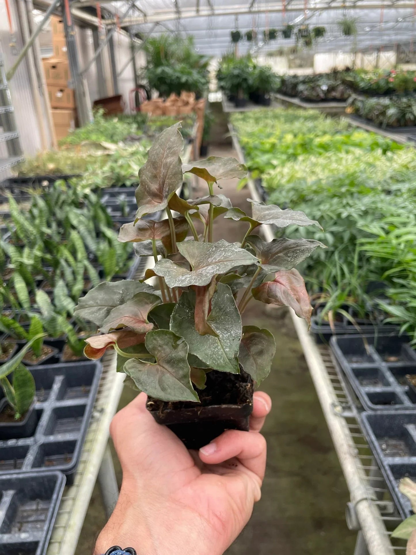 Syngonium Merry - Fleurish Plant Care, LLC