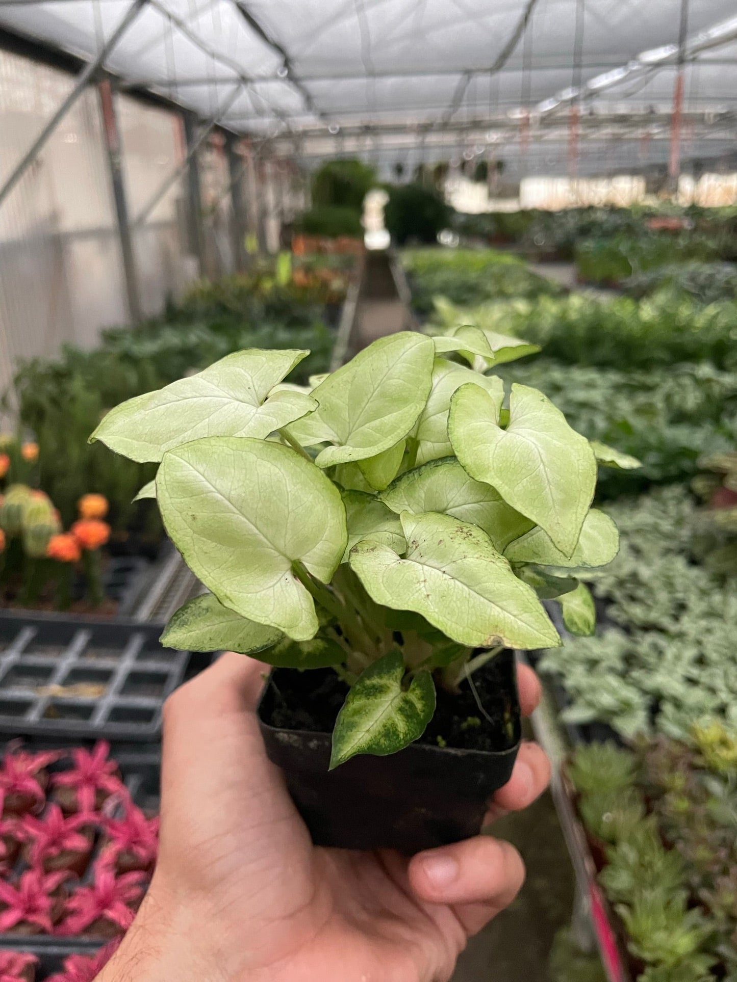 Syngonium ‘Moonshine’ - Fleurish Plant Care, LLC