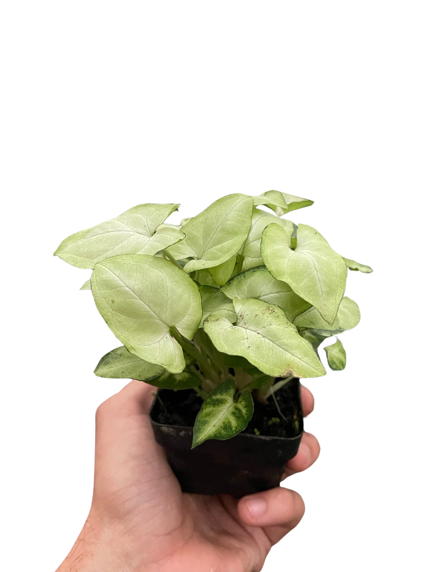 Syngonium ‘Moonshine’ - Fleurish Plant Care, LLC