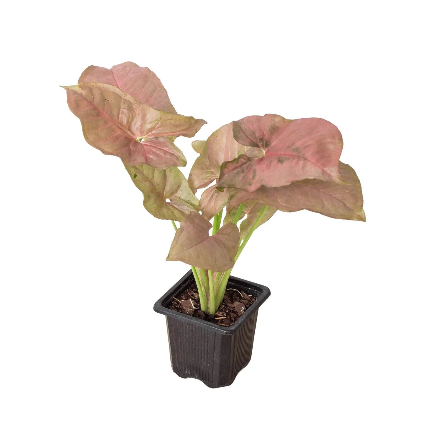 Syngonium Strawberry - Fleurish Plant Care, LLC