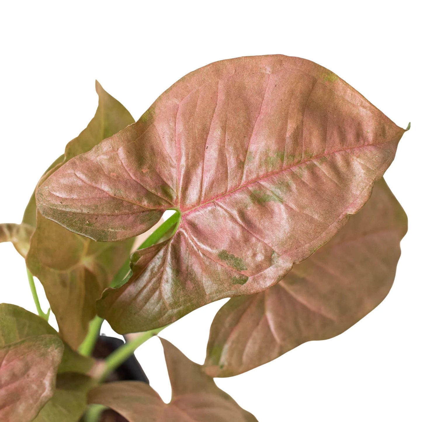 Syngonium Strawberry - Fleurish Plant Care, LLC
