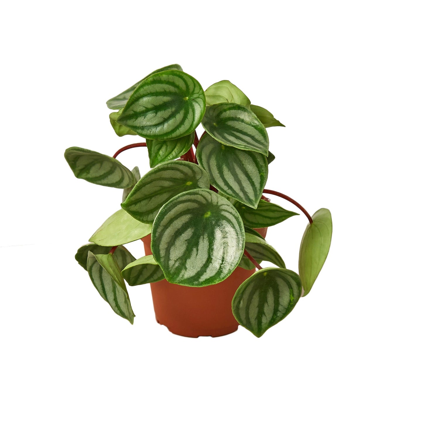 🐾Peperomia Watermelon
