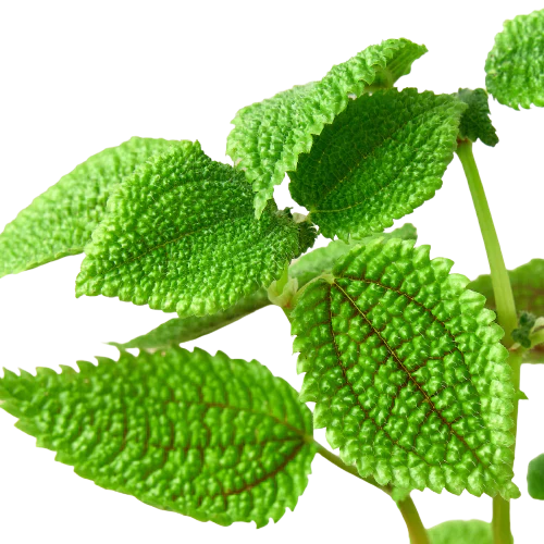 🐾Pilea 'Moon Valley' - 4" Pot