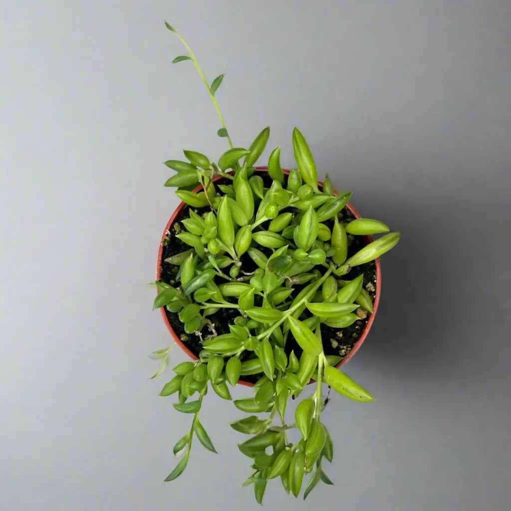 4" String of Bananas (Curio Radicans)
