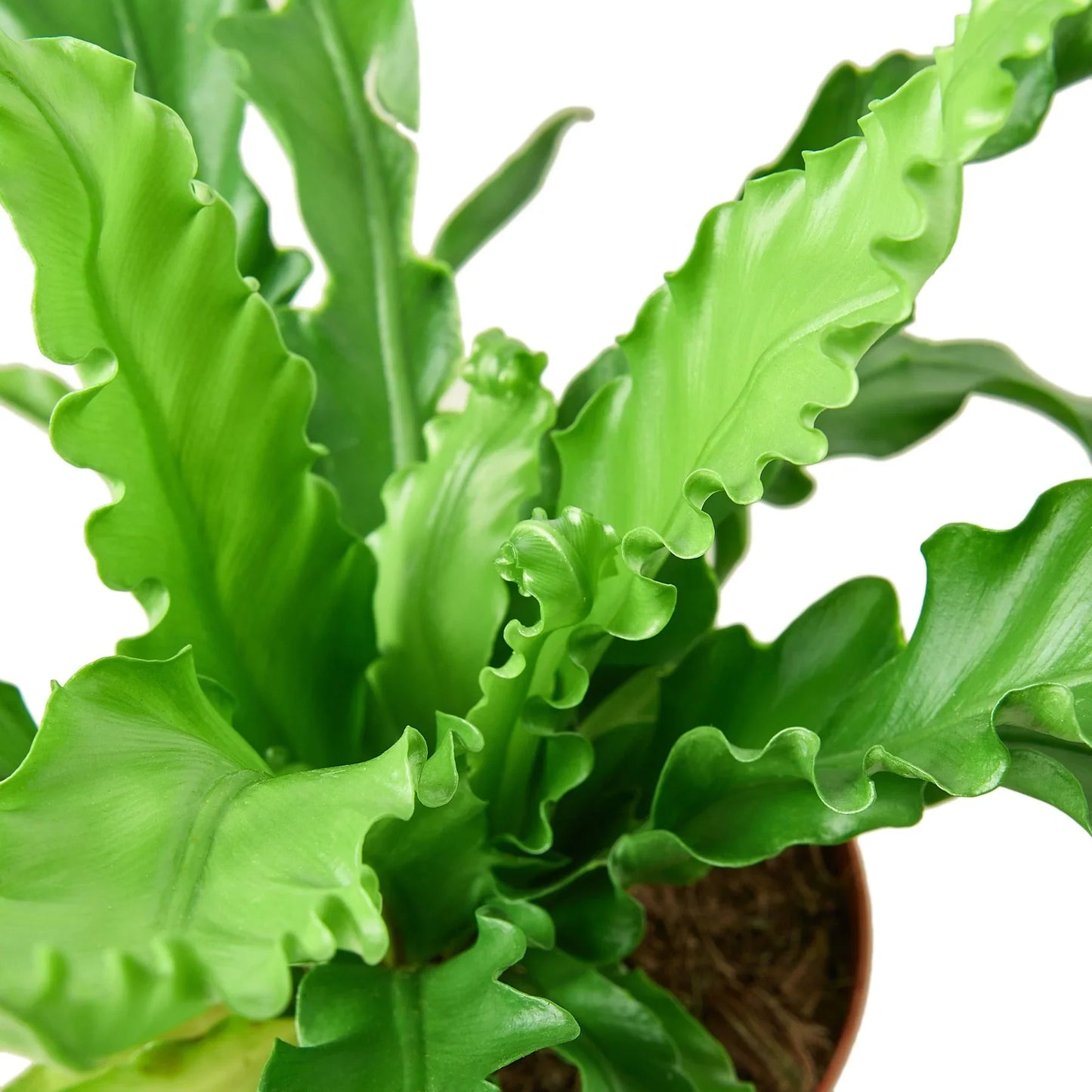 š¾Birdās Nest 'Victoria' Fern