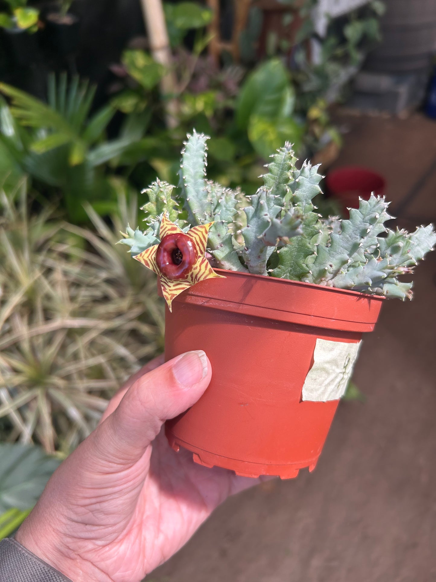 Lifesaver Cactus (Huernia zebrina)