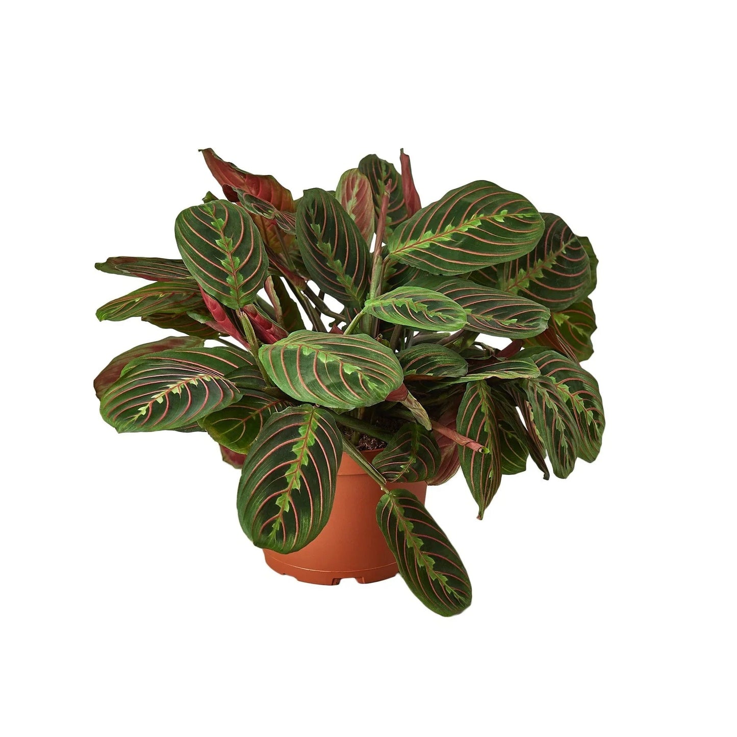 🐾Maranta Red Prayer - Fleurish Plant Care, LLC