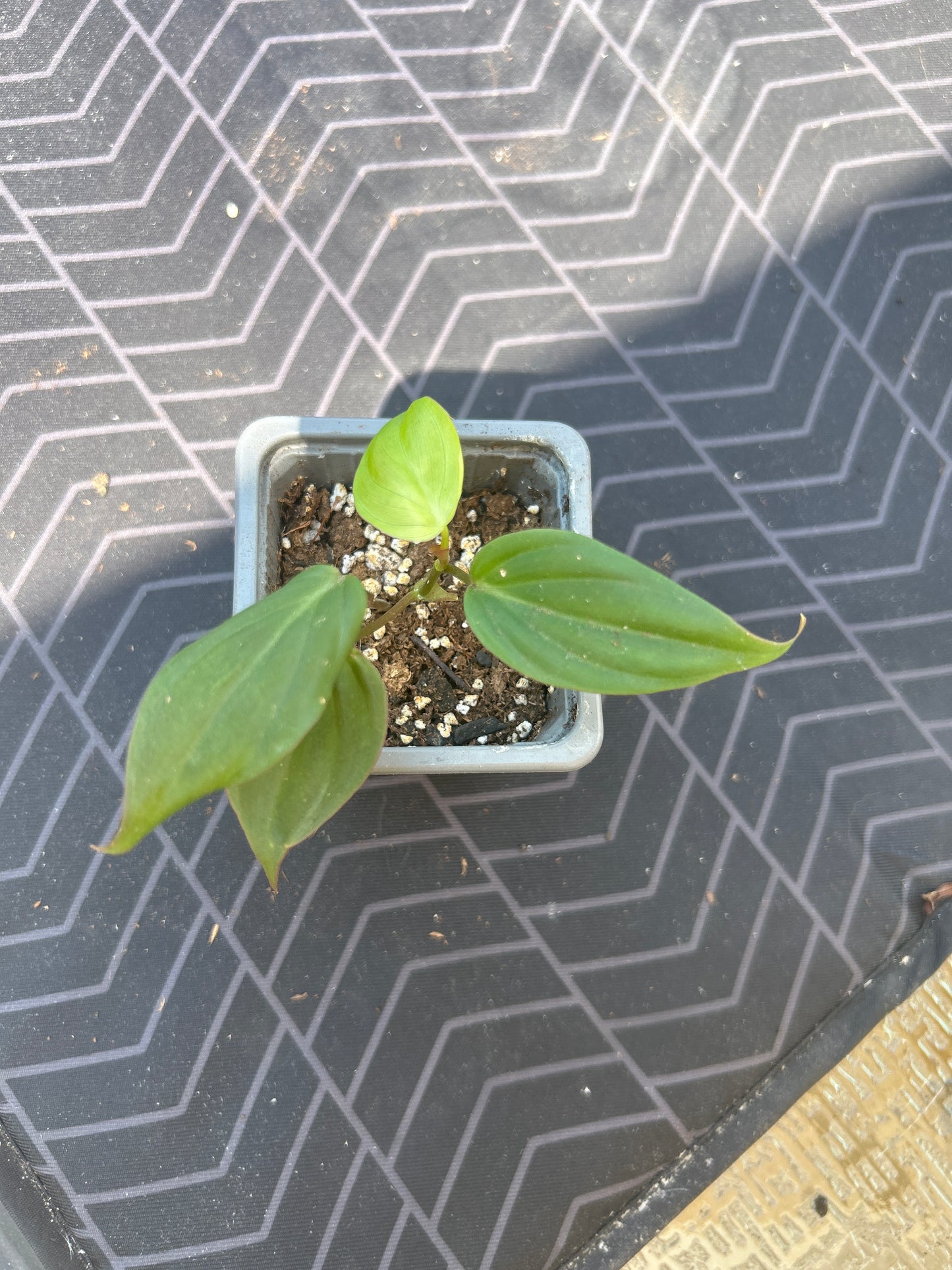 Philodendron Mican