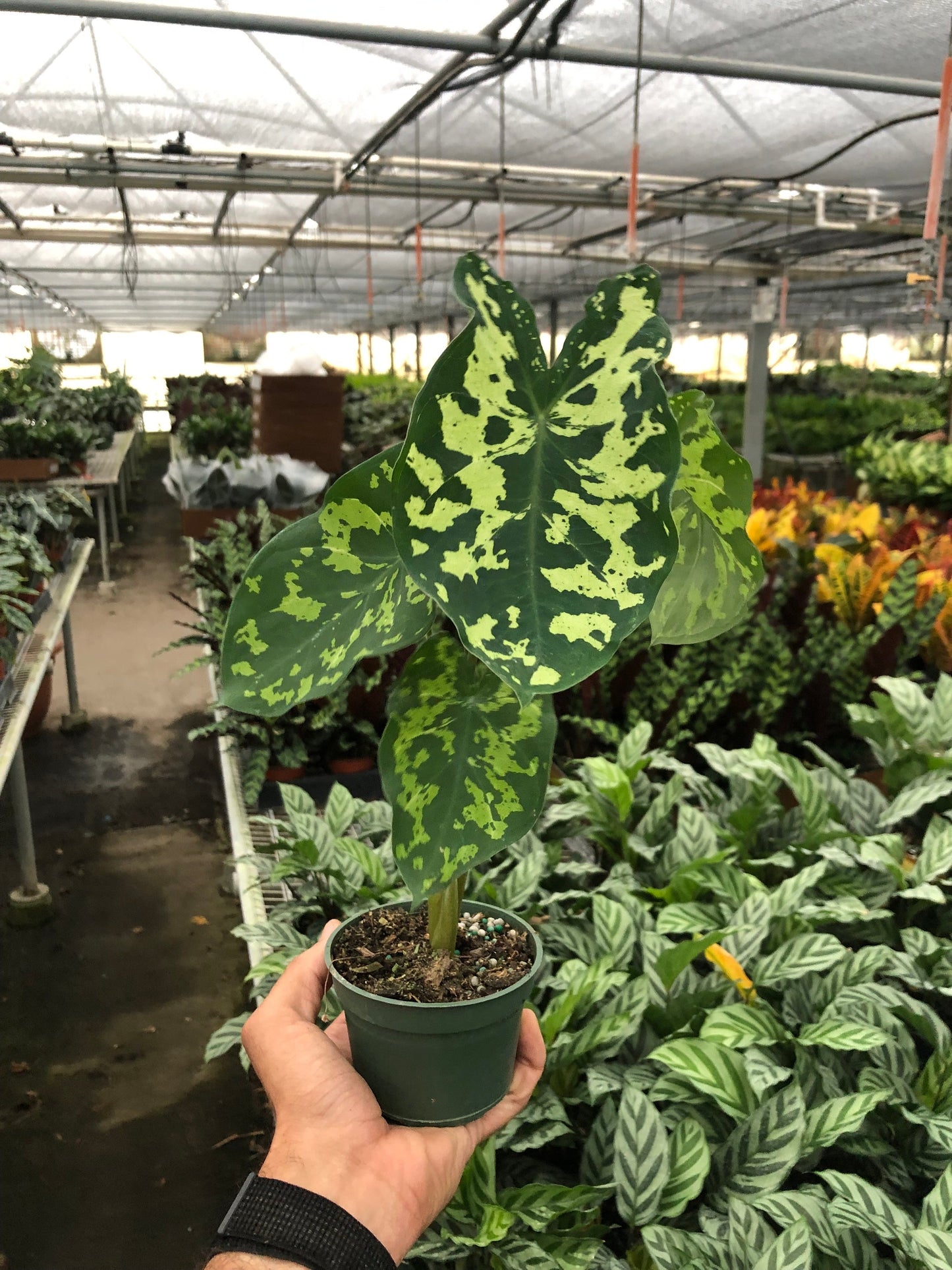 Alocasia 'Hilo Beauty' - Fleurish Plant Care, LLC