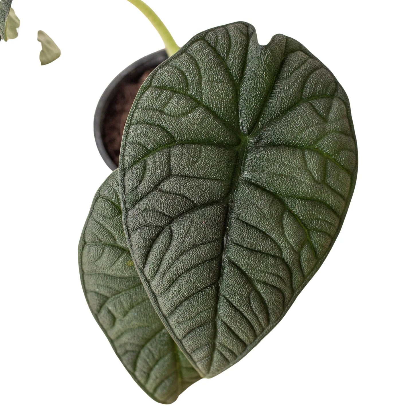 Alocasia 'Melo' - Fleurish Plant Care, LLC