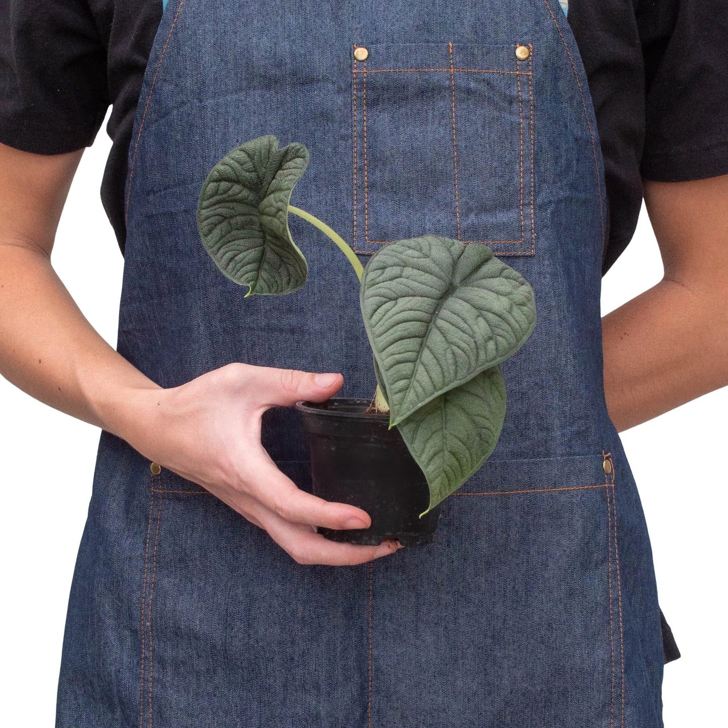 Alocasia 'Melo' - Fleurish Plant Care, LLC