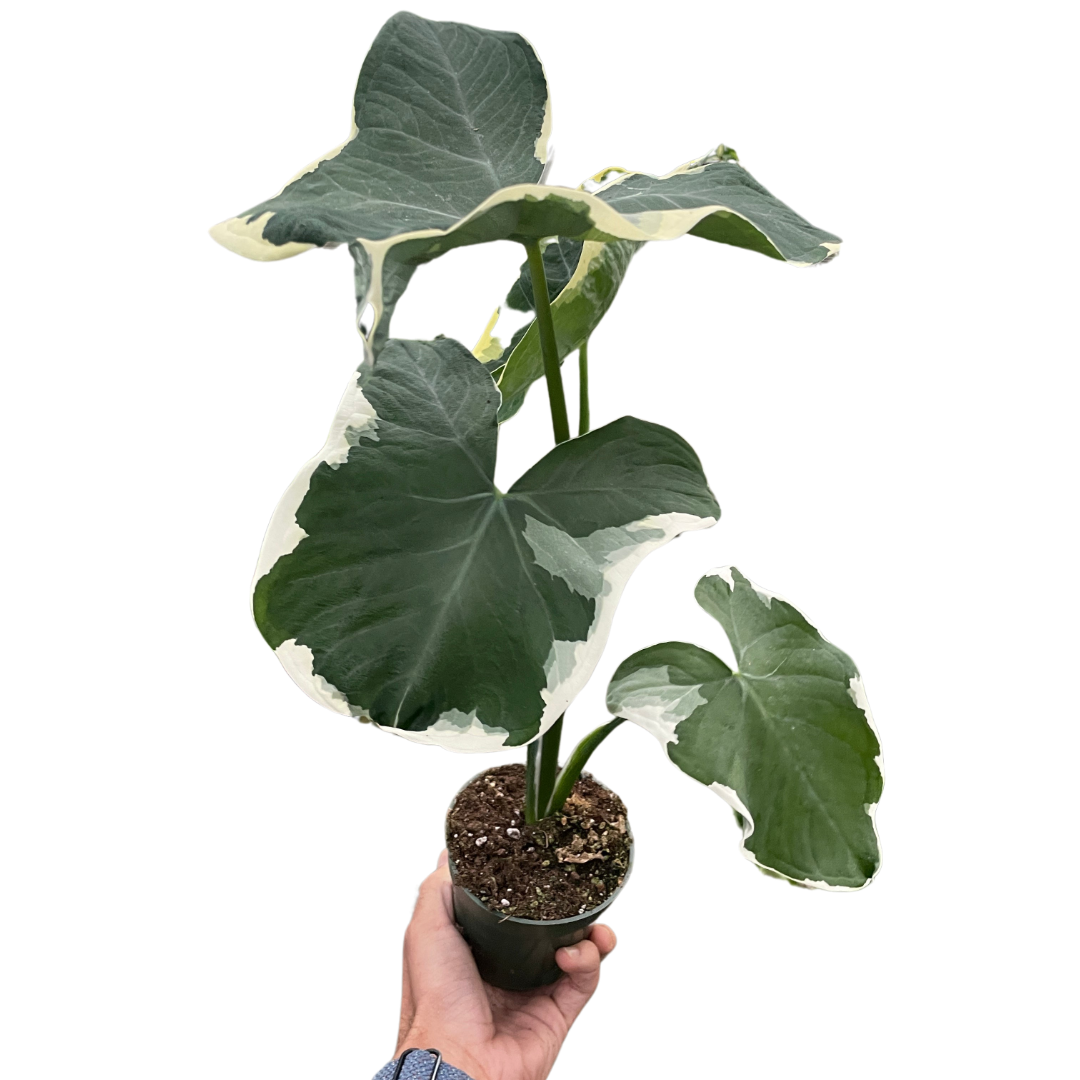 Alocasia 'Mickey Mouse' (Xanthosoma sagittifolium 'Variegatum Monstrosum') - Fleurish Plant Care, LLC