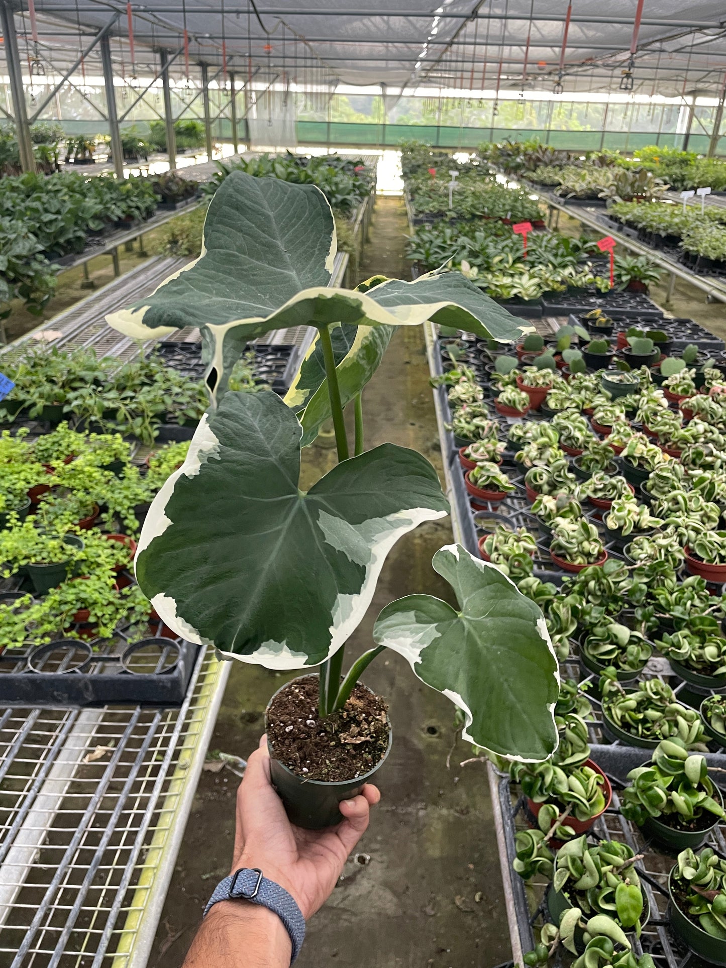 Alocasia 'Mickey Mouse' (Xanthosoma sagittifolium 'Variegatum Monstrosum') - Fleurish Plant Care, LLC