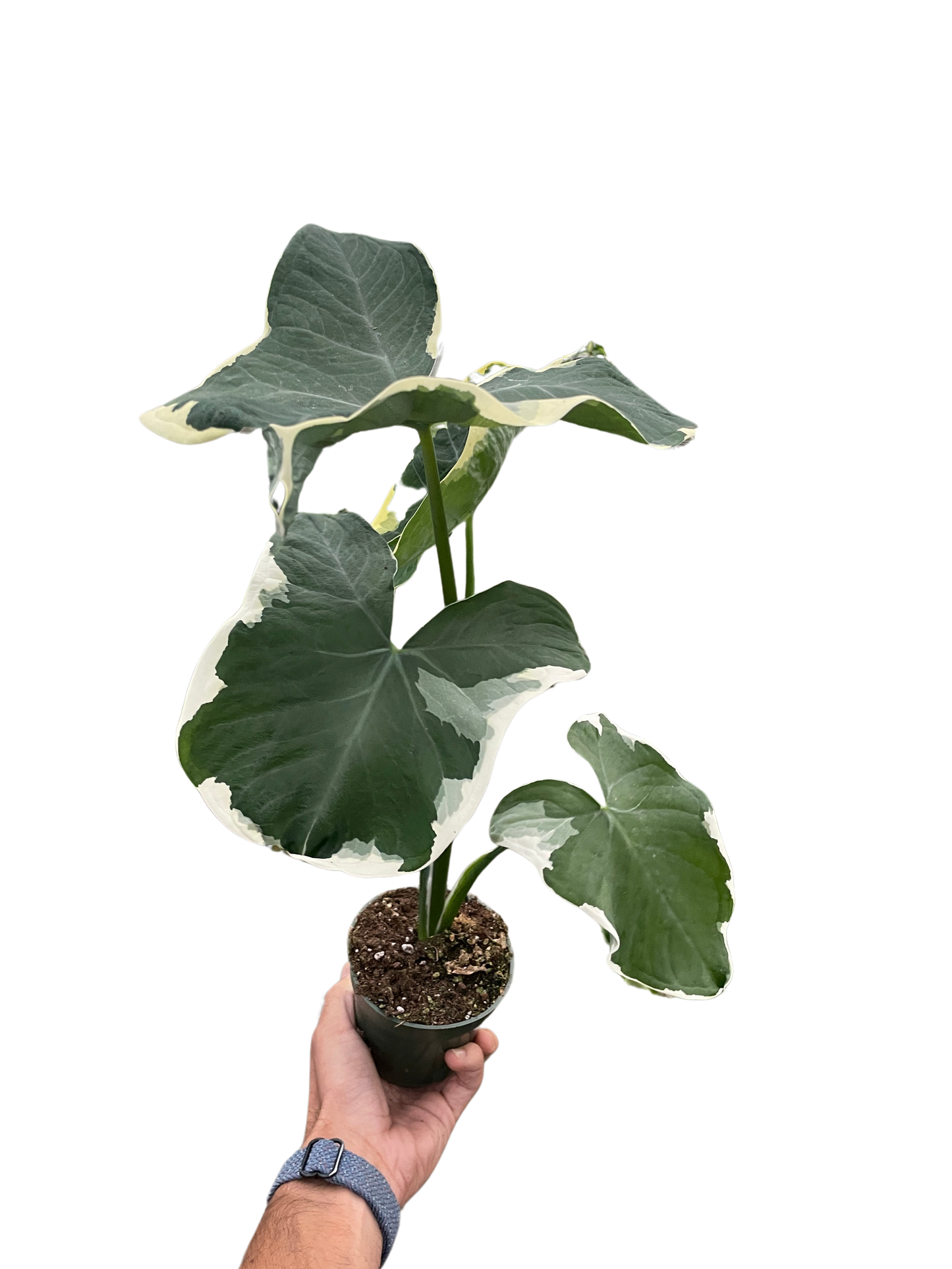 Alocasia 'Mickey Mouse' (Xanthosoma sagittifolium 'Variegatum Monstrosum') - Fleurish Plant Care, LLC