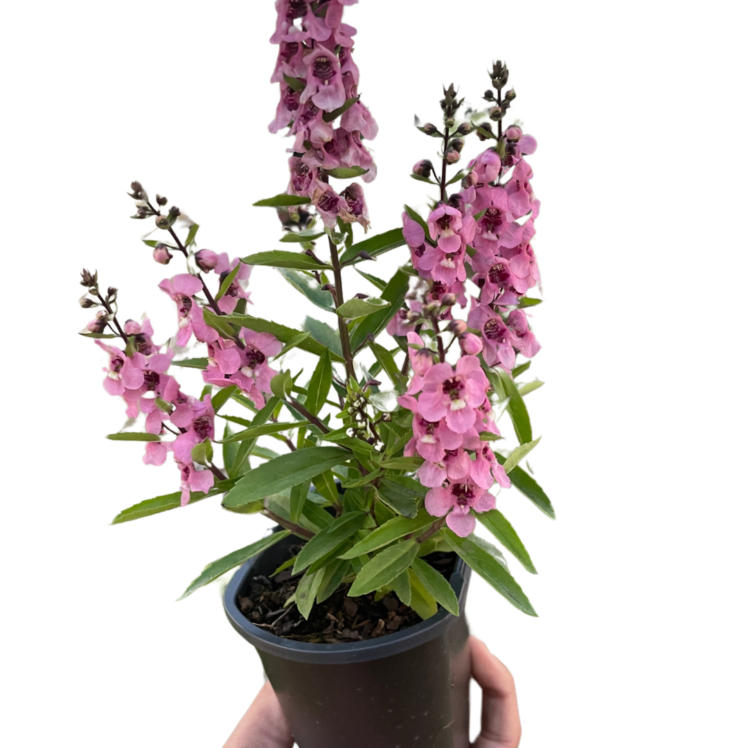 🐾Angelonia