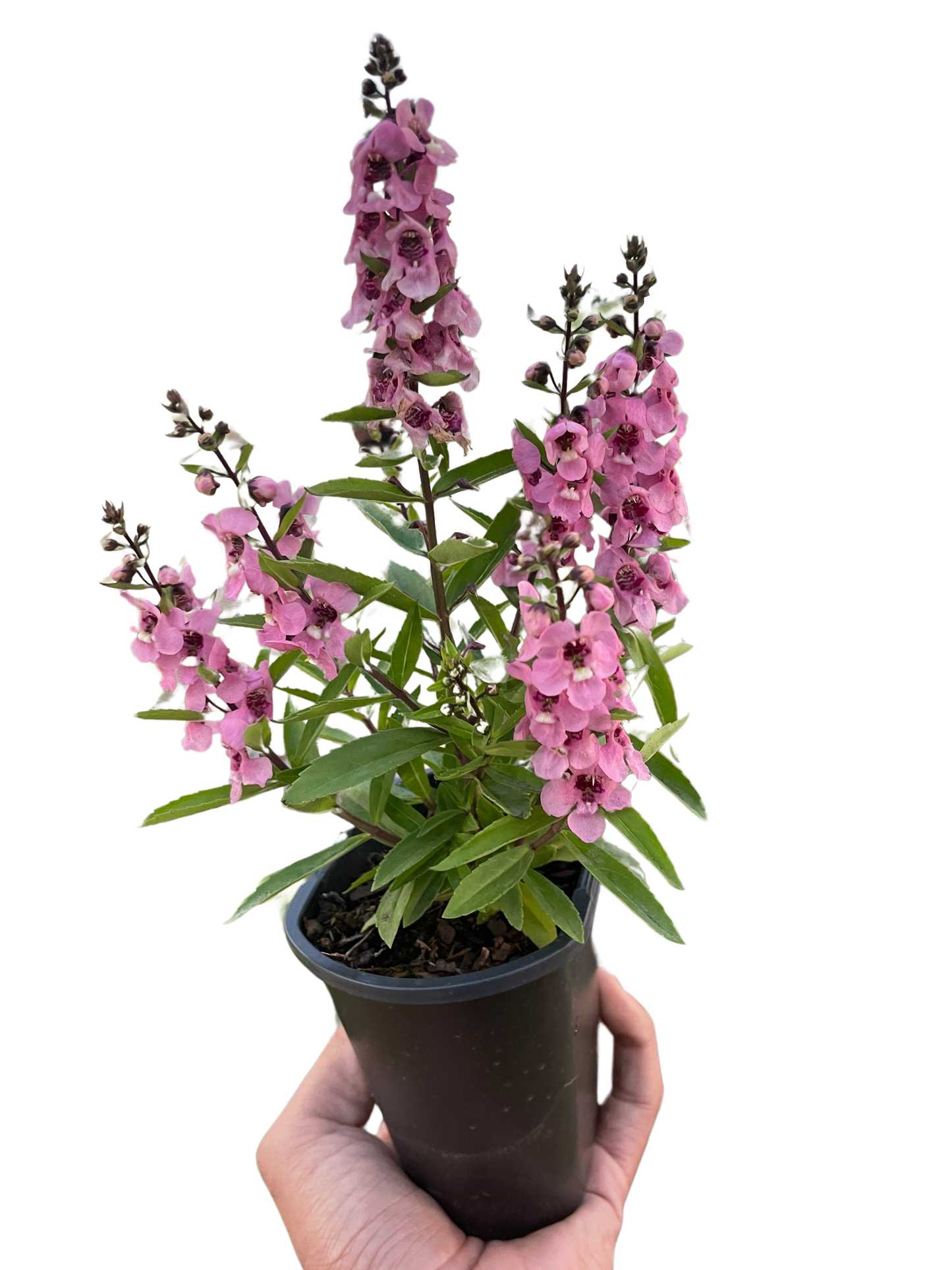 🐾Angelonia