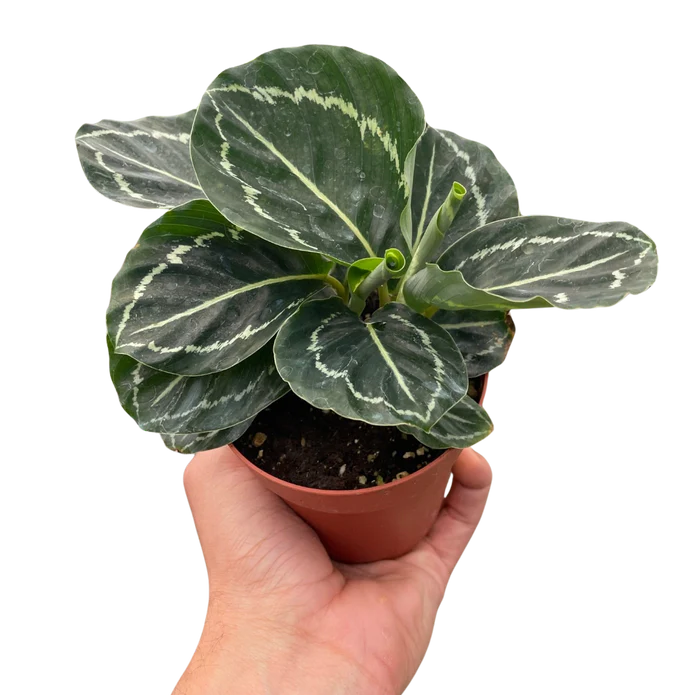 🐾Calathea 'Green Goddess'