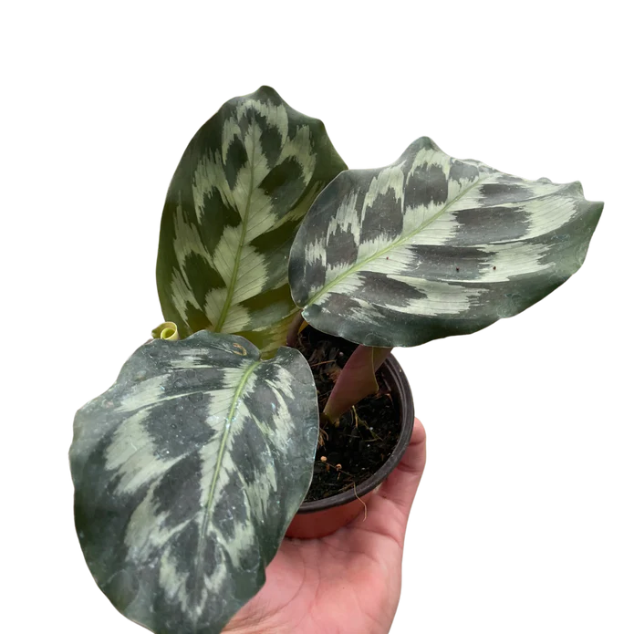🐾Calathea 'Kennedy'