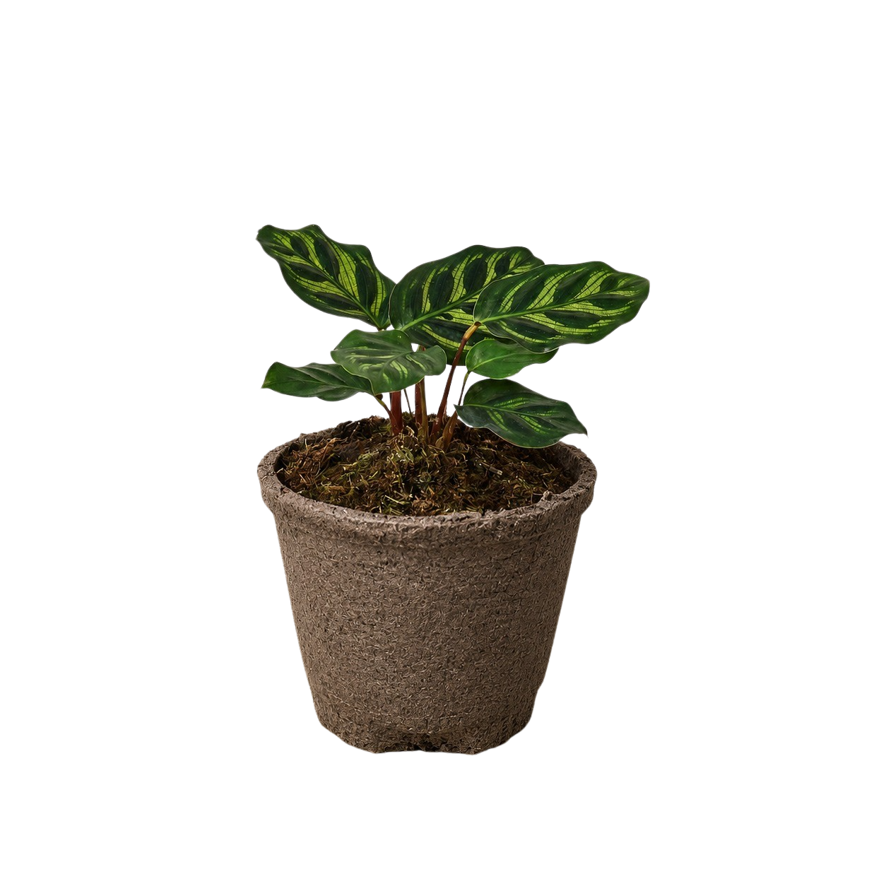 Calathea 'Makoyana'