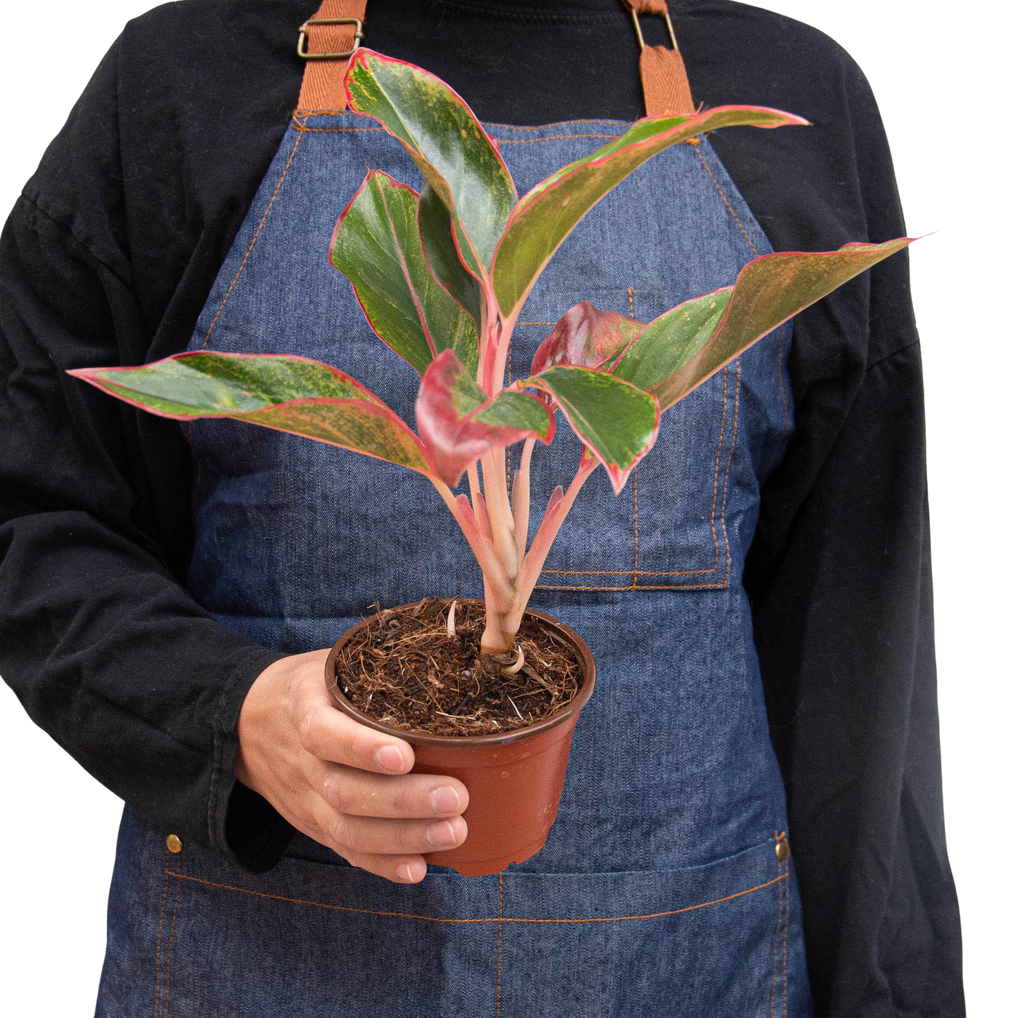 Chinese Evergreen 'Red Siam' - Fleurish Plant Care, LLC