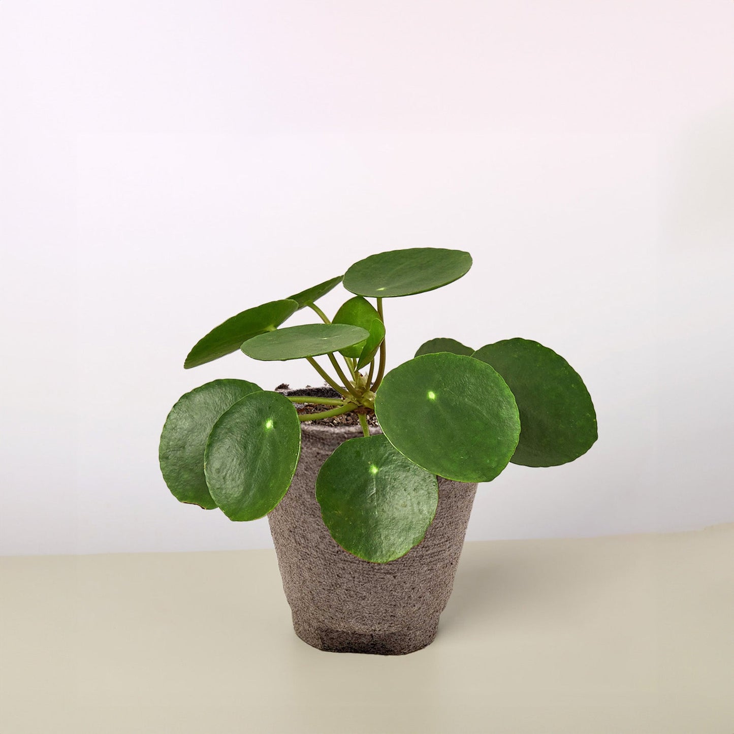 🐾Pilea Peperomioides 'Chinese Money'
