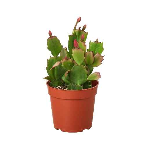 🐾Zygocactus 'Christmas Cactus'