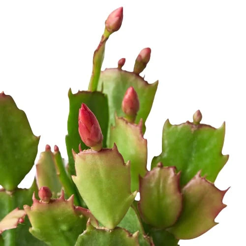 🐾Zygocactus 'Christmas Cactus'