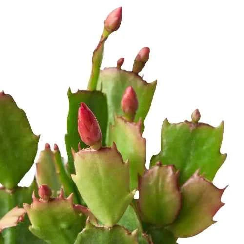 🐾Zygocactus 'Christmas Cactus'
