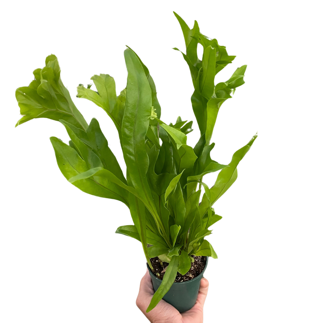 🐾Green Flame Fern