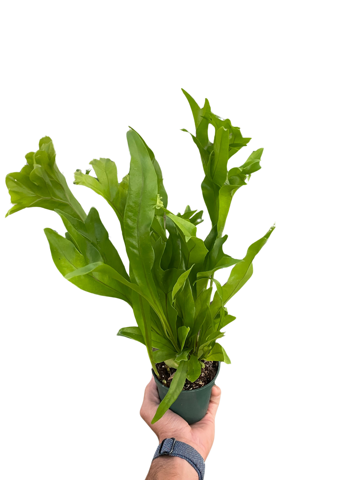 🐾Green Flame Fern