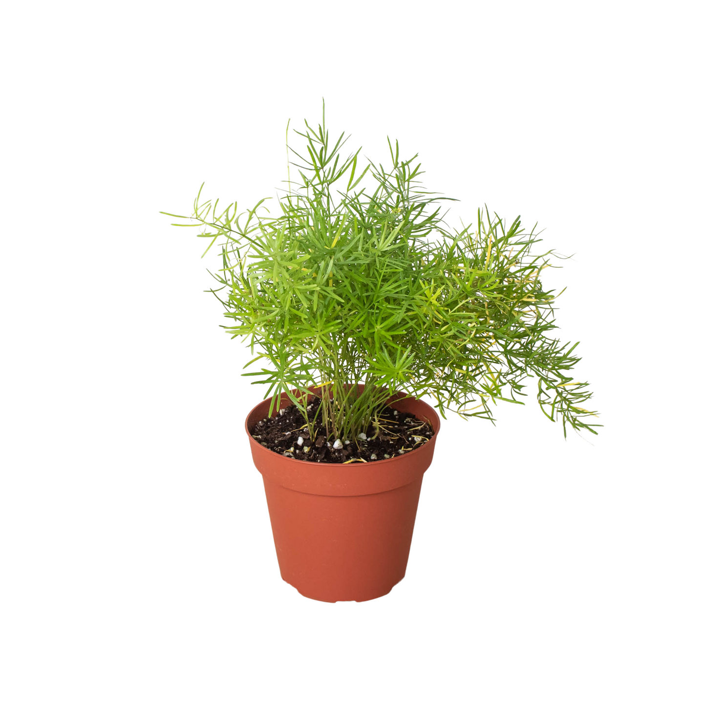 Fern 'Sprengeri' - Fleurish Plant Care, LLC