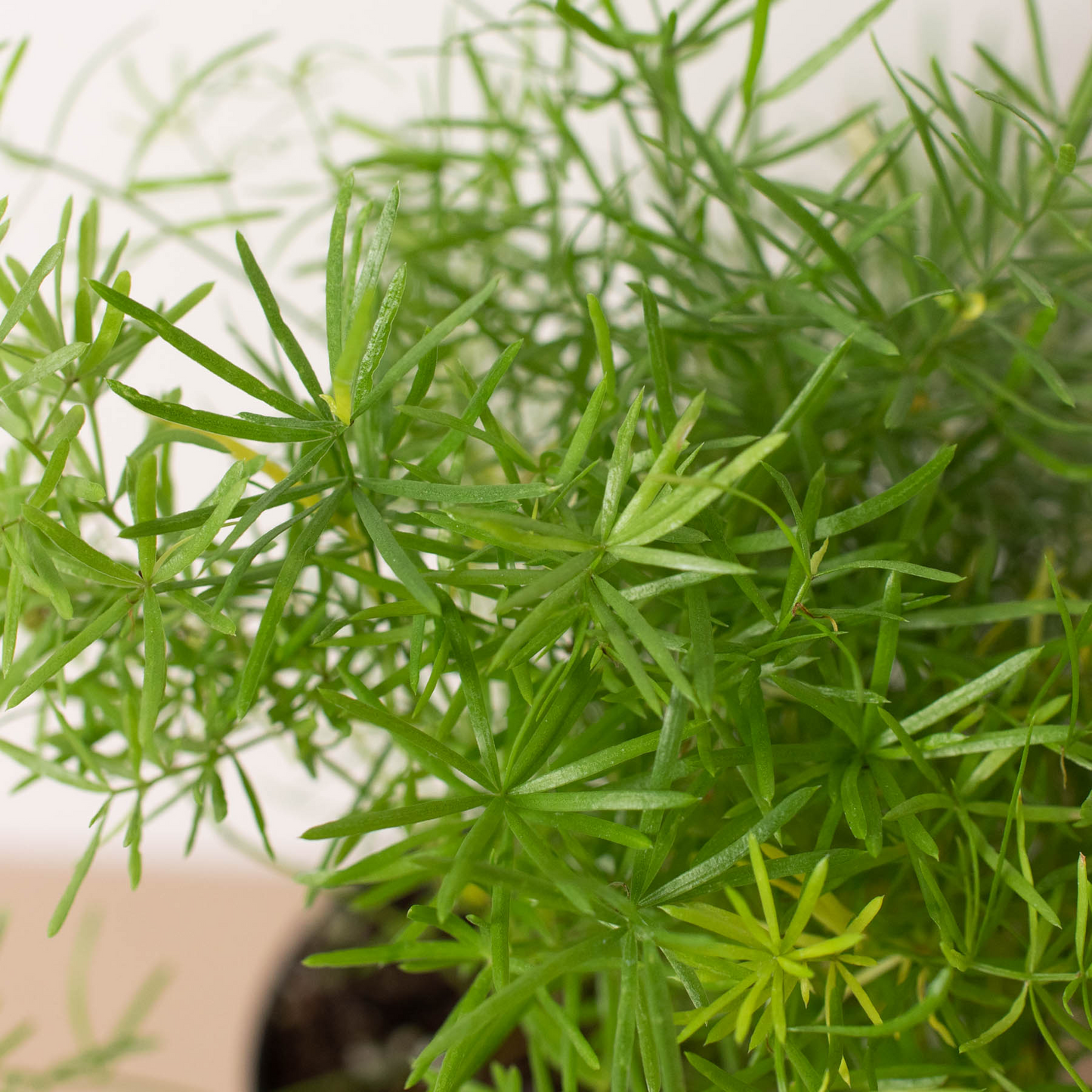 Fern 'Sprengeri' - Fleurish Plant Care, LLC