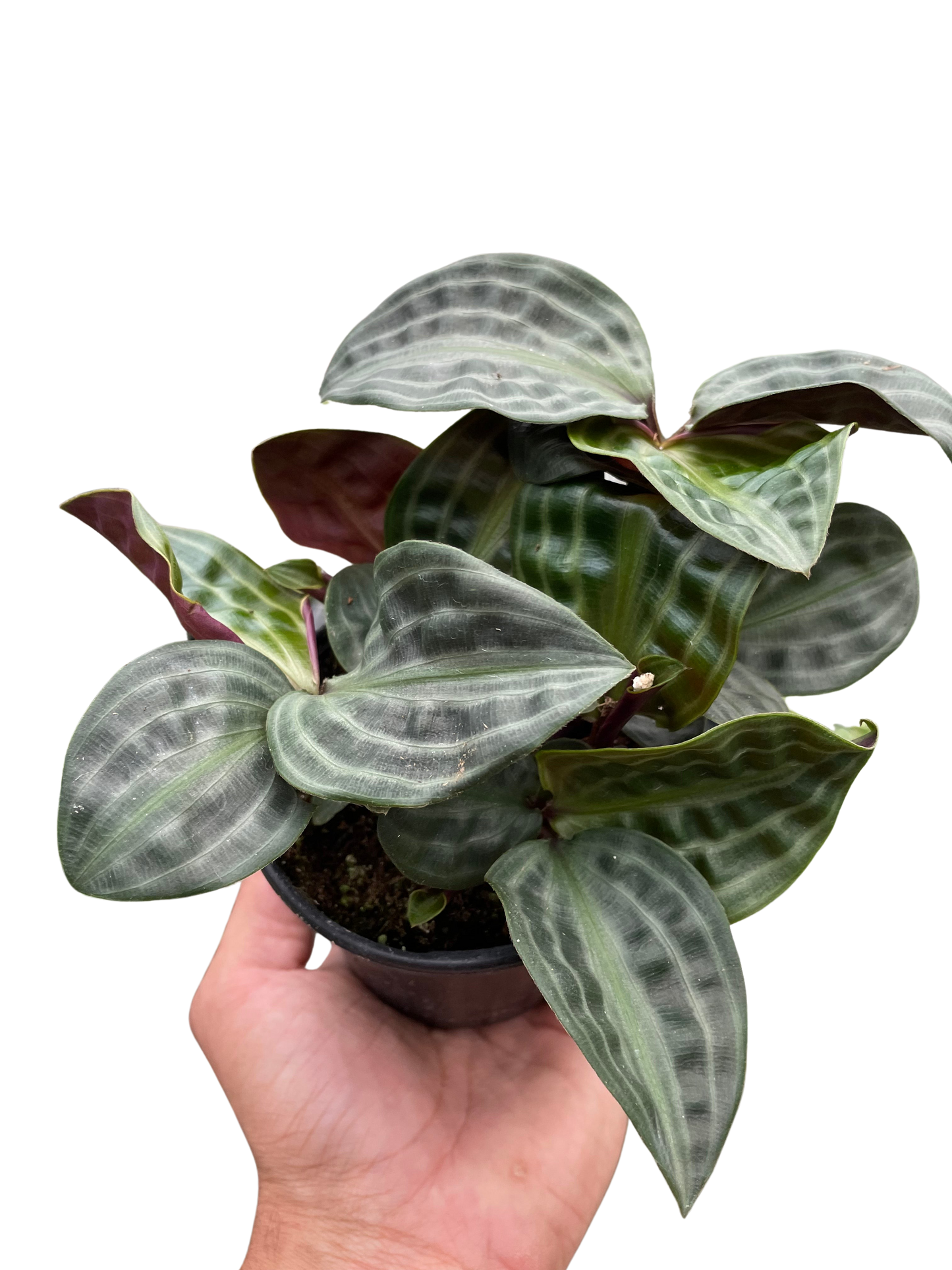 Geogenanthus 'Seersucker' - Fleurish Plant Care, LLC