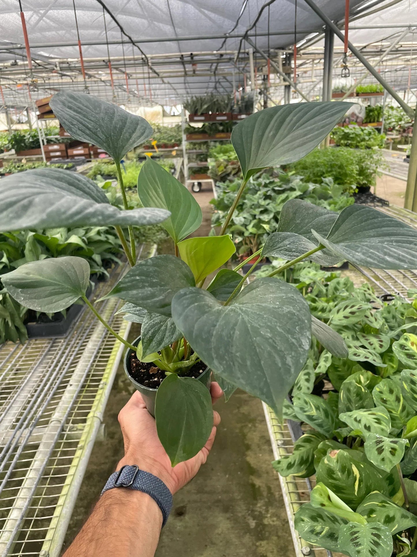 Homalomena 'Emerald Gem' - Fleurish Plant Care, LLC