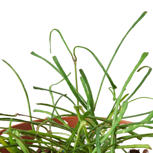 Hoya 'Grass Leafed' - 4" Pot - Fleurish Plant Care, LLC