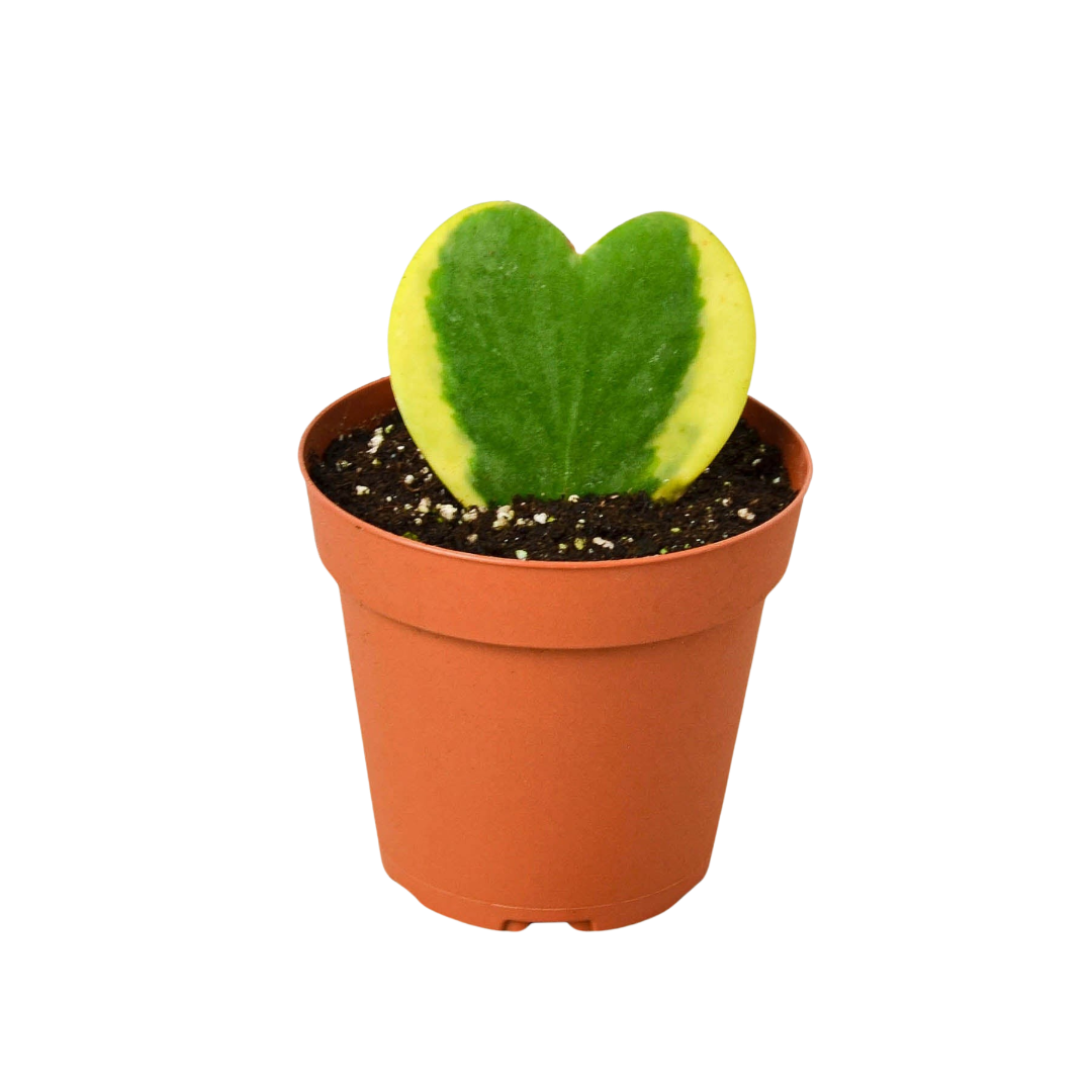 Hoya 'Sweetheart Variegated' - Fleurish Plant Care, LLC