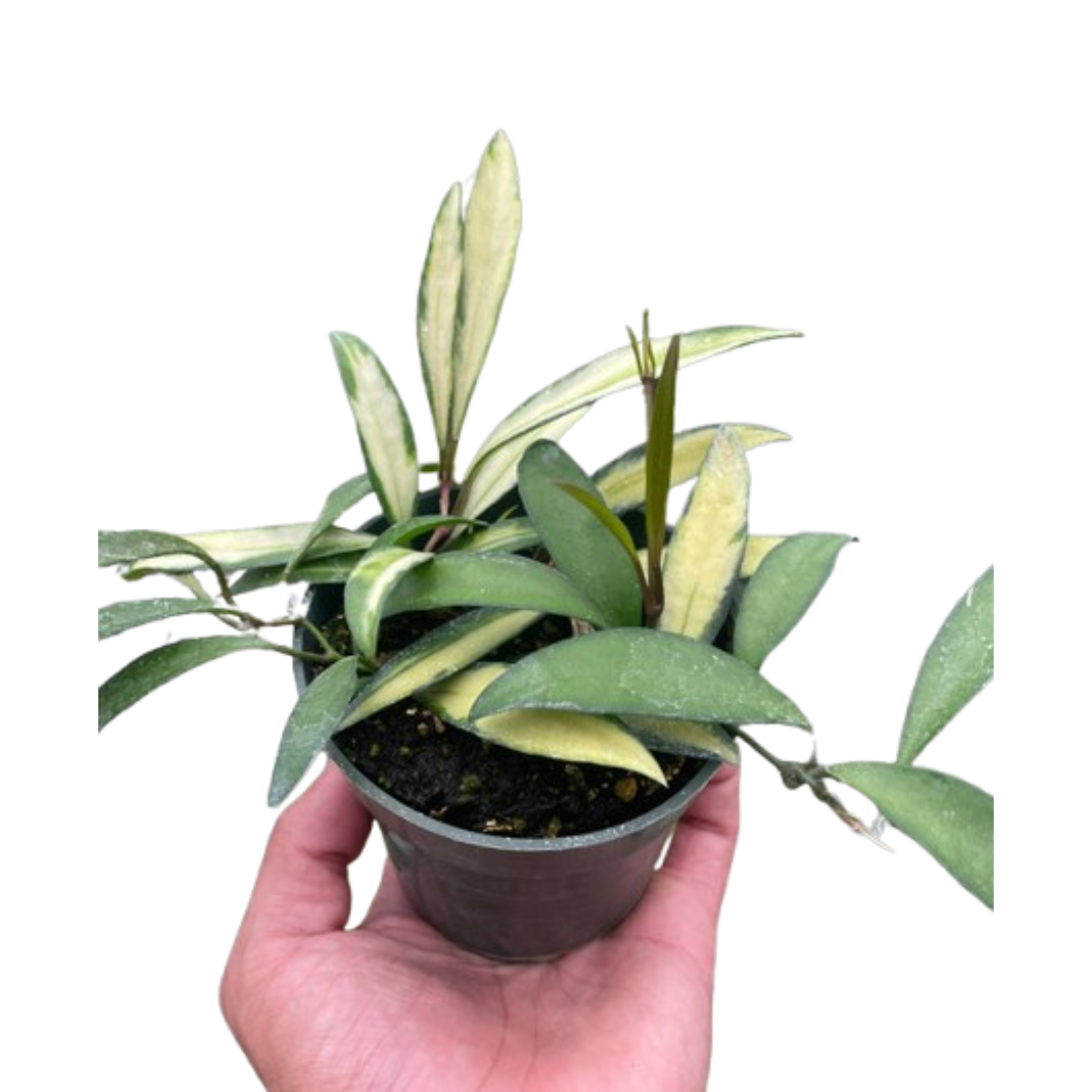 Hoya Wayetii Variegated - Fleurish Plant Care, LLC
