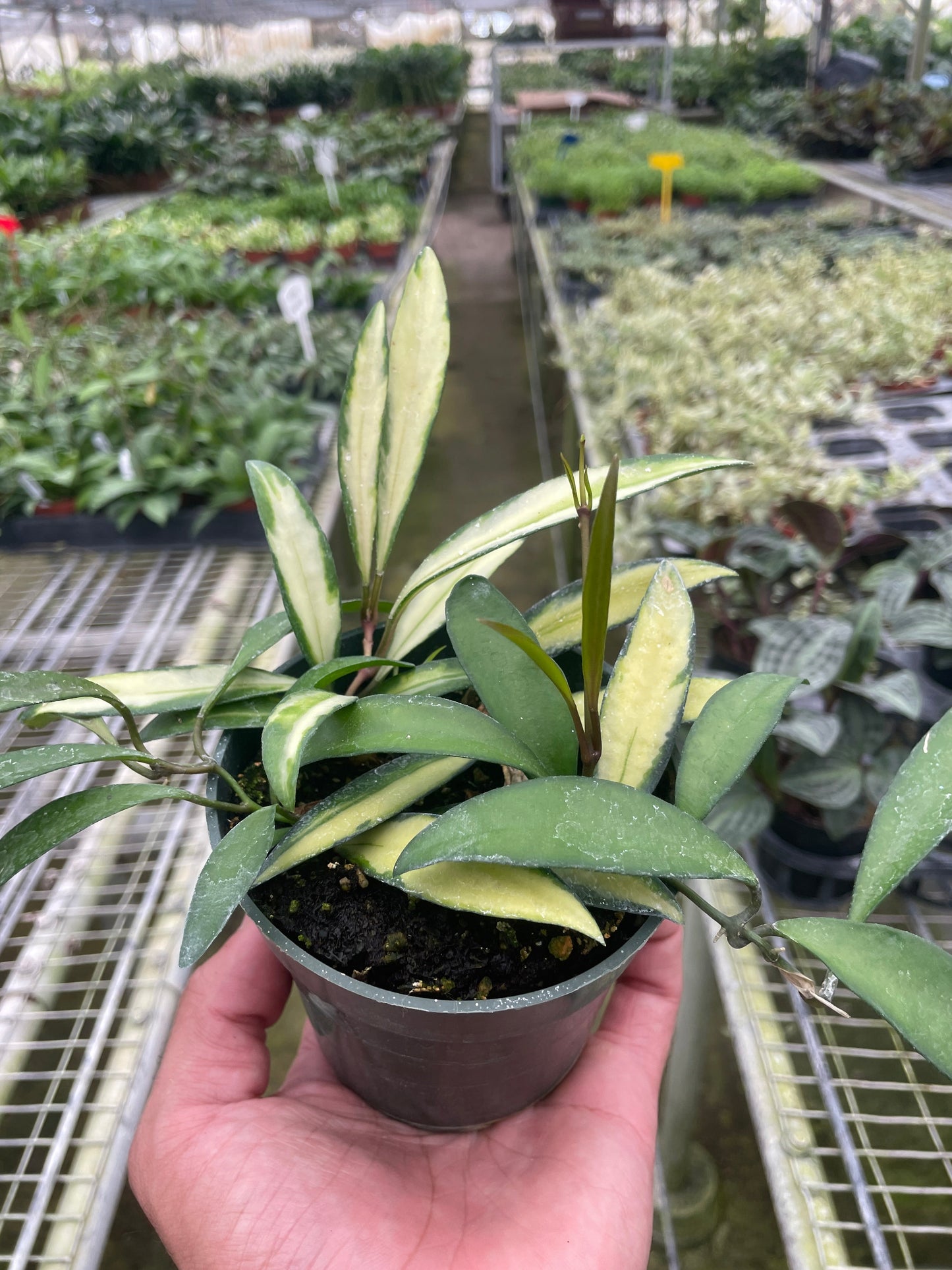 Hoya Wayetii Variegated - Fleurish Plant Care, LLC