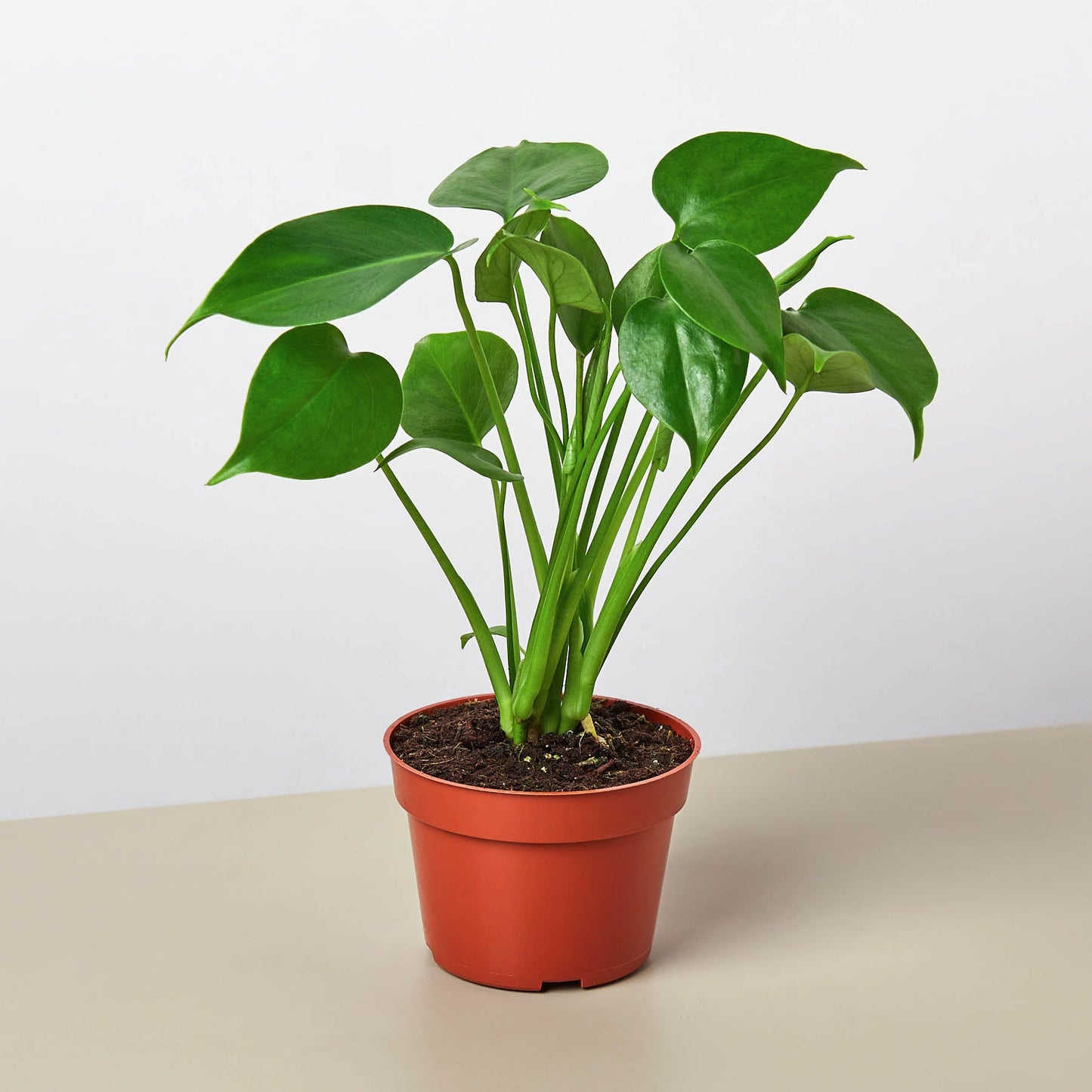Monstera Bundle - Fleurish Plant Care, LLC