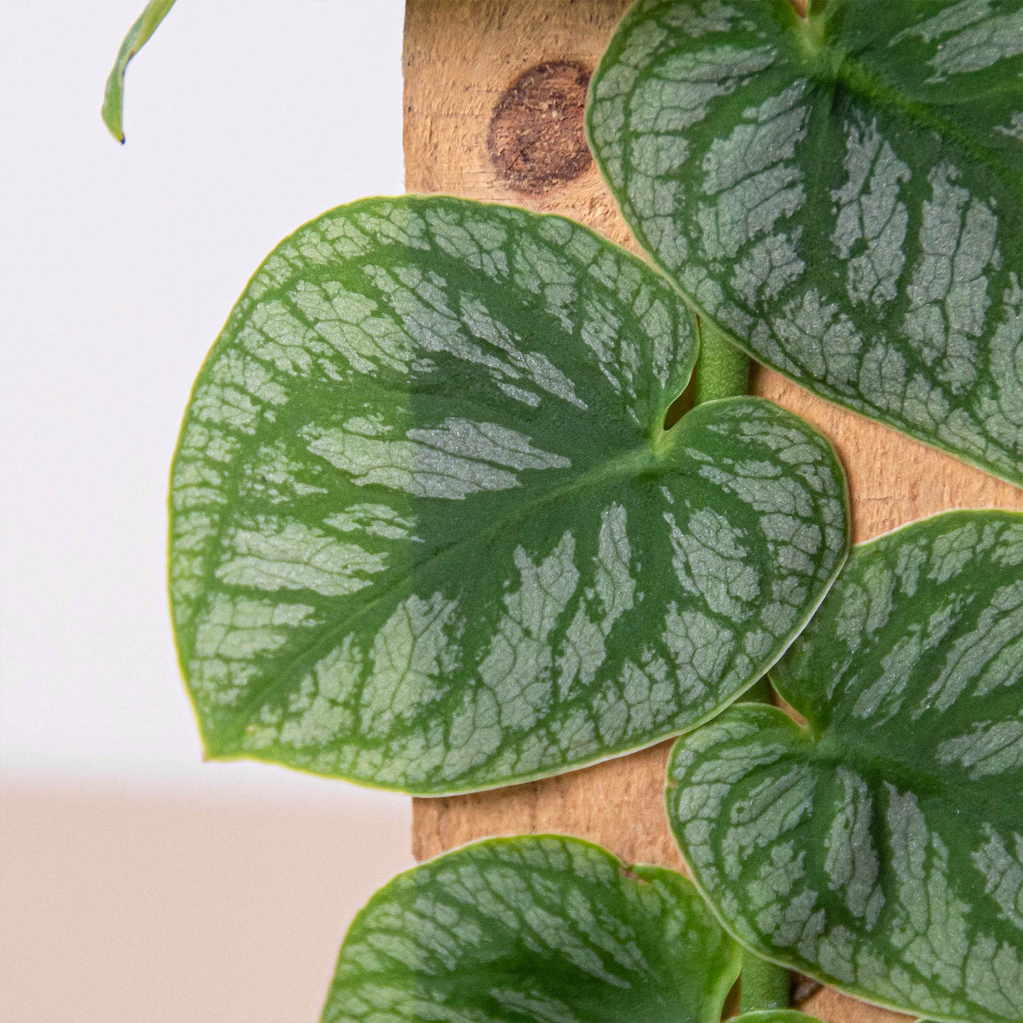 Monstera 'Dubia' (Shingle Plant) - Fleurish Plant Care, LLC