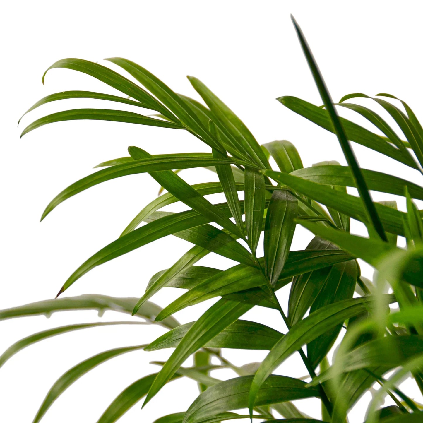 🐾Parlor Palm