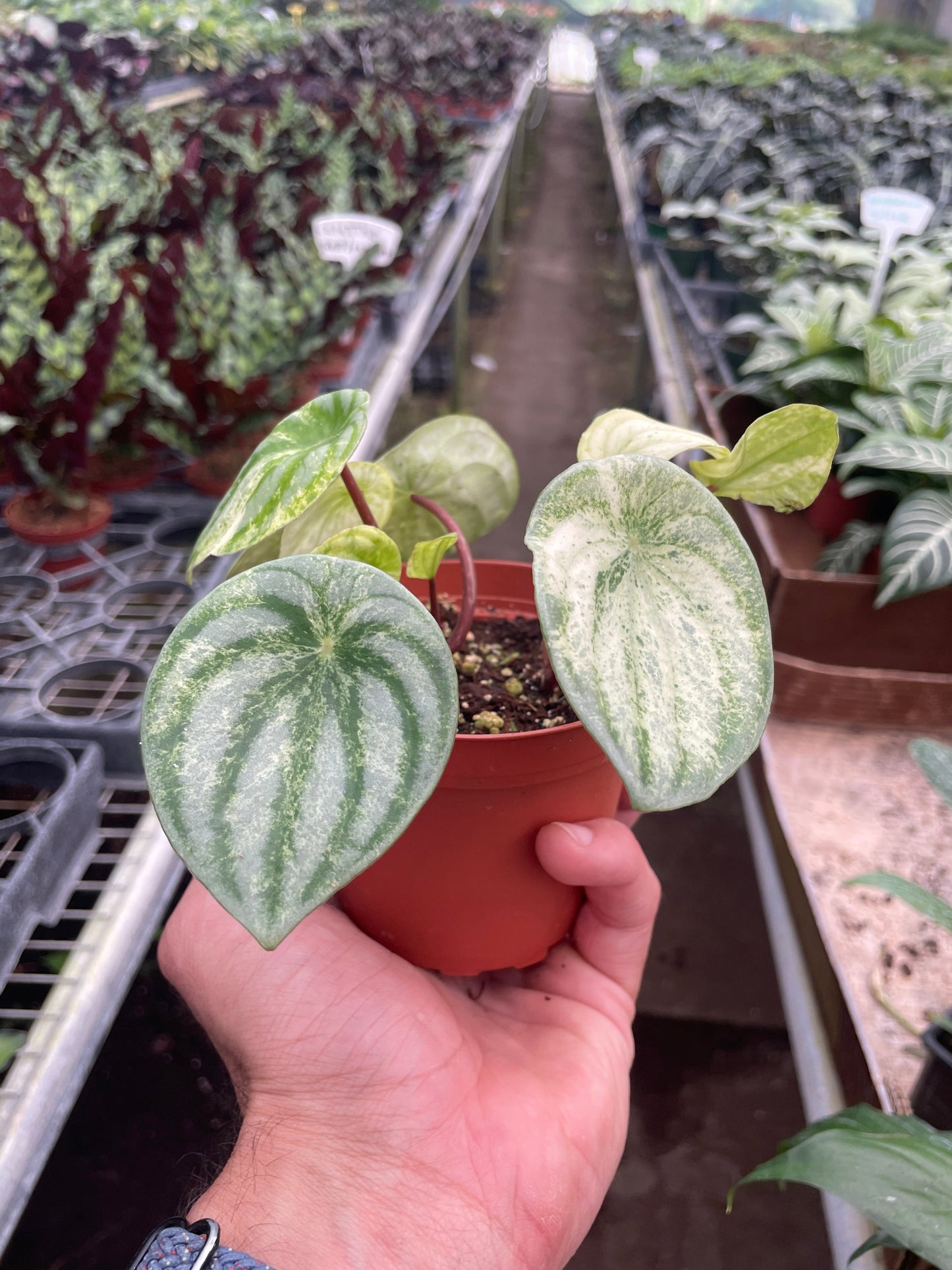 🐾Peperomia 'Watermelon Variegated'
