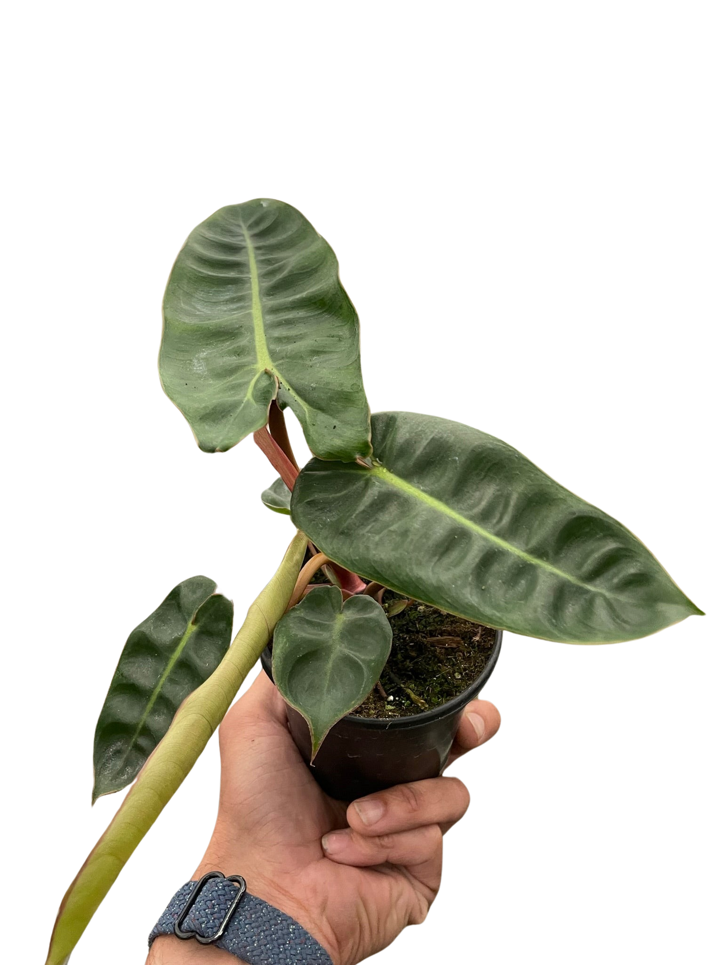 Philodendron 'Billietiae' - Fleurish Plant Care, LLC
