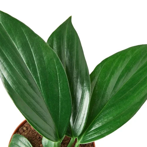 Philodendron 'Dragon Tail' - Fleurish Plant Care, LLC