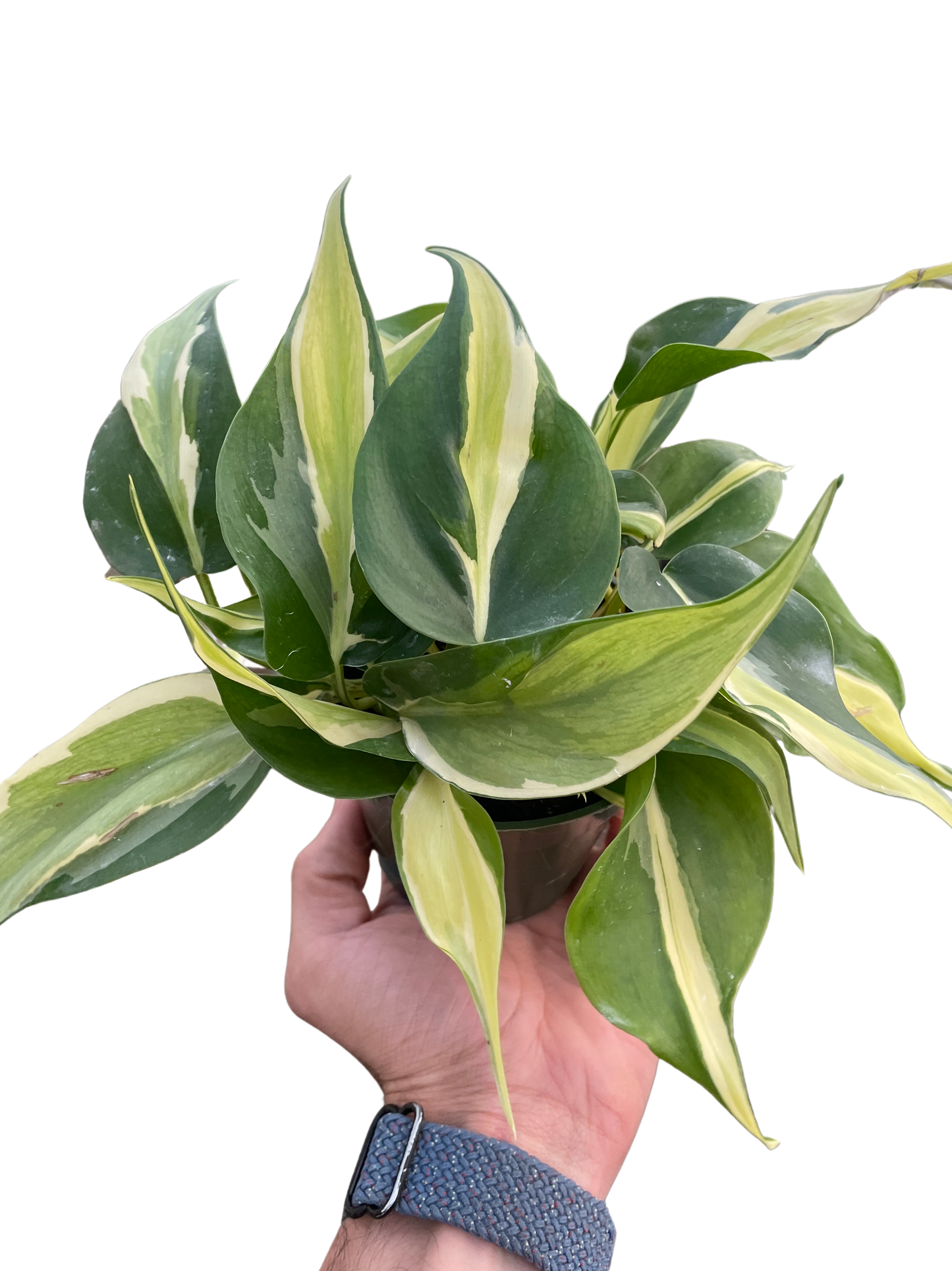Philodendron 'Silver Stripe' - Fleurish Plant Care, LLC